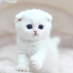 মাল্টিভিটামিন সম্পূরক মাল্টিফাংশনাল ট্যাবলেট বিড়াল এবং কুকুরের জন্য প্রাকৃতিক ইমিউন সমর্থন এবং অ্যালার্জি ত্রাণ 1